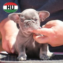 Franse Bulldog HU af te halen rond 03-07-2026 (19).jpg