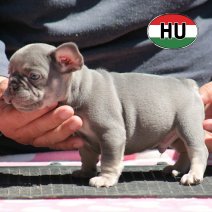 Franse Bulldog HU af te halen rond 03-07-2026 (20).jpg