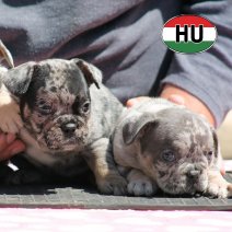 Franse Bulldog HU af te halen rond 03-07-2026 (21).jpg