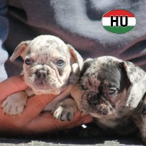 Franse Bulldog HU af te halen rond 03-07-2026 (22).jpg
