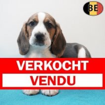 Beagle 170226 M(BE6355) 180426 Verkocht - Vendu.jpg