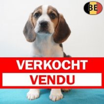 Beagle 170226 M(BE6363) 180426Verkocht - Vendu.jpg