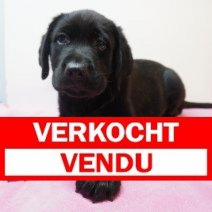 Labrador 02-03-26 F (BE8906) 08-05-26 Verkocht - Vendu.jpg