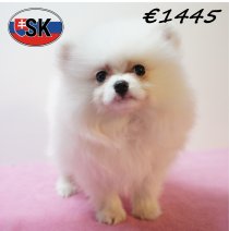 Keesje 291225 F (SK4257) 240426.JPG