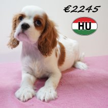 Cavalier King Charles 01-02-2026 F (HU7748) 200526.JPG