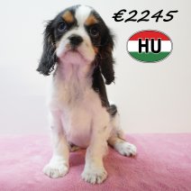 Cavalier King Charles 01-02-2026 F (HU7750) 200526.JPG