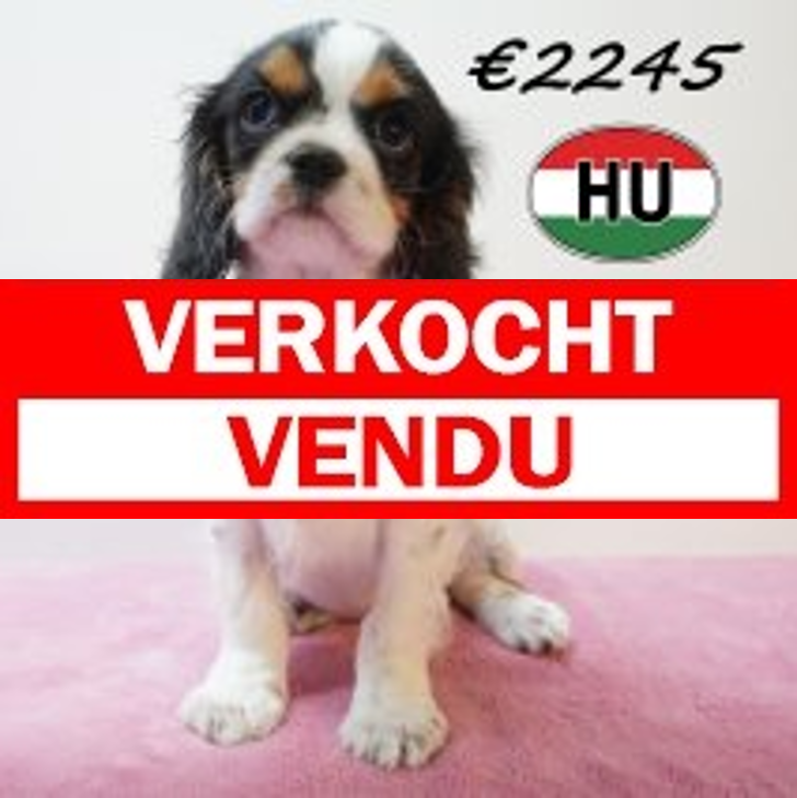 Cavalier King Charles 01-02-2026 F (HU7750) 20-05-26.JPG