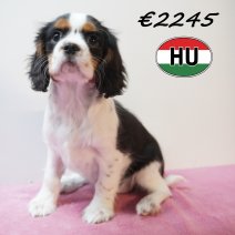 Cavalier King Charles 01-02-2026 F (HU7751) 200526.JPG