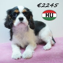 Cavalier King Charles 01-02-2026 F (HU7752) 200526.JPG