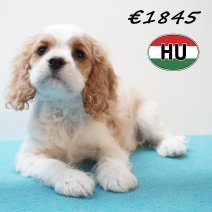 Cavalier King Charles 01-02-2026 M (HU7747) 200526.JPG