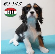 Cavalier King Charles 01-02-2026 M (HU7749) 200526.JPG