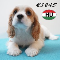 Cavalier King Charles 01-02-2026 M (HU7753) 200526.JPG
