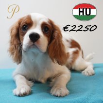 Cavalier King Charles 07-01-2026 M (HU7731) 200526.JPG
