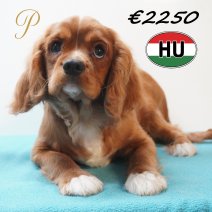 Cavalier King Charles 07-01-2026 M (HU7748) 200526.JPG