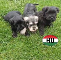 Dwerg Schnauzer af te halen rond 03-07-2026 (2).jpg