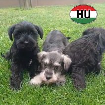 Dwerg Schnauzer af te halen rond 03-07-2026 (15).jpg