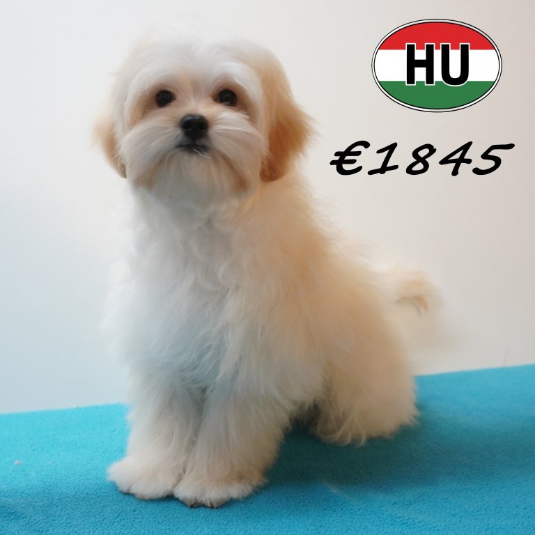 Maltipoo 26-01-2026 M (HU8833) 21-05-26.JPG
