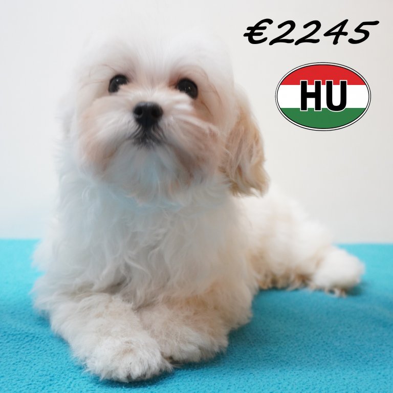 Maltipoo 26-01-2026 M (HU8835) 21-05-26.JPG