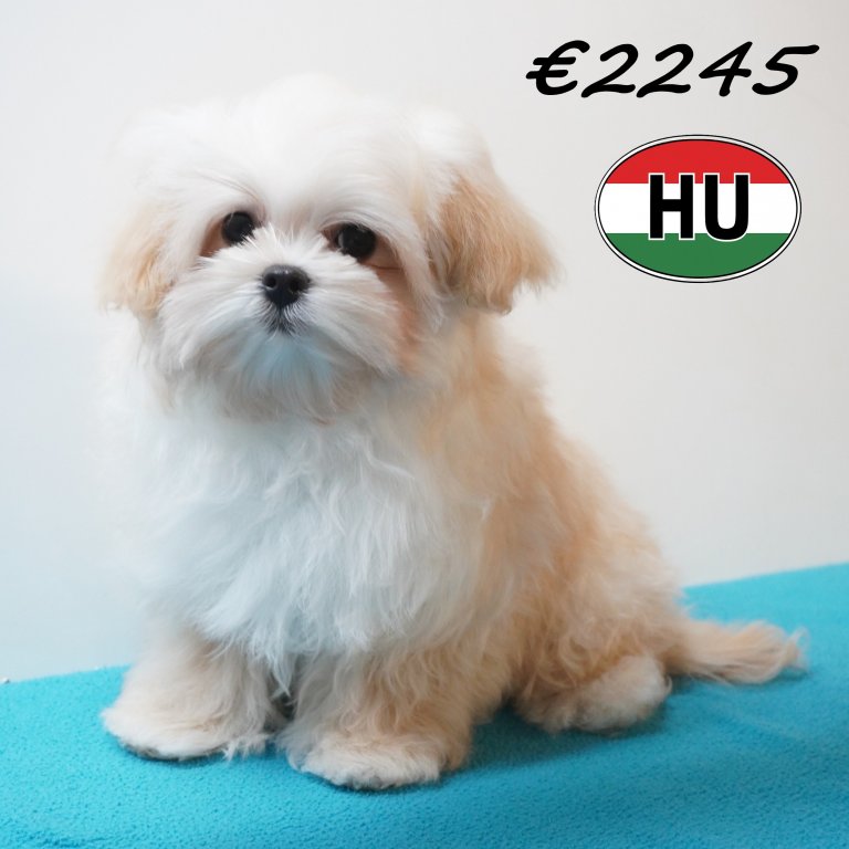 Maltipoo 26-01-2026 M (HU8836) 21-05-26.JPG
