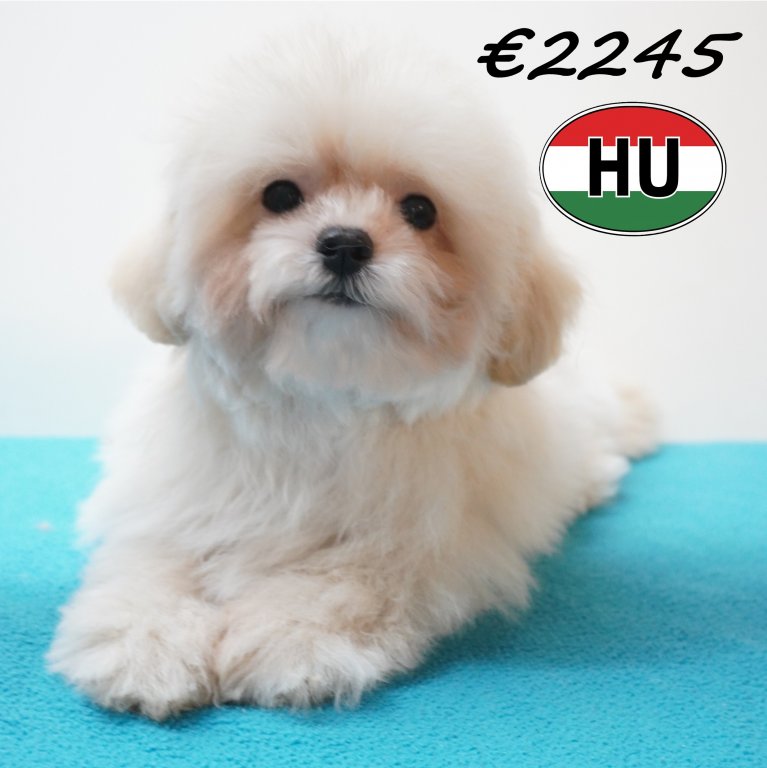 Maltipoo 26-01-2026 M (HU8837) 21-05-26.JPG