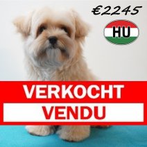 Maltipoo 26-01-2026 M (HU8838) 21-05-26 Verkocht - Vendu.jpg