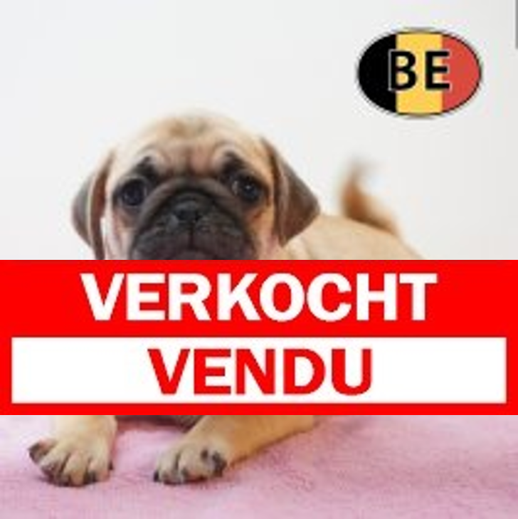 Mops 19-03-26 F (BE2239) 200526.verkocht-vendu