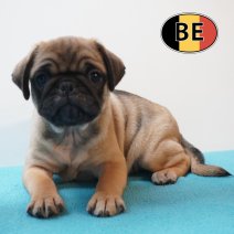 Mops 19-03-26 M (BE2707) 200526.JPG