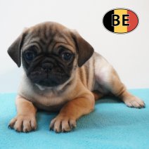 Mops 19-03-26 M (BE2767) 200526.JPG