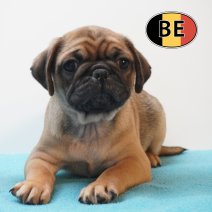 Mops 19-03-26 M (BE3971) 200526.JPG