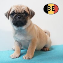 Mops 19-03-26 M (BE6009) 200526.JPG
