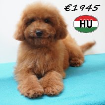 Poedel 24-01-2026 M (HU8829) 210526.JPG