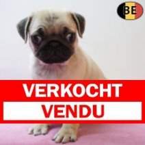 Mopshond 12-03-26 F(BE1128) 13-05-26 Verkocht - Vendu.jpg