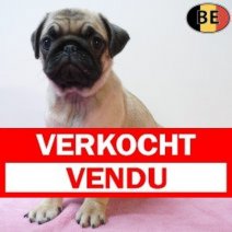 Mopshond 12-03-26 F(BE1282) 13-05-26 Verkocht - Vendu.jpg