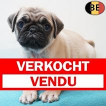 Mopshond 12-03-26 M(BE2046) 13-05-26 Verkocht - Vendu.jpg