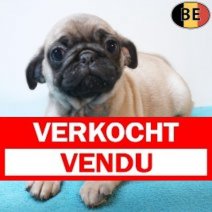 Mopshond 12-03-26 M(BE2495) 13-05-26 Verkocht - Vendu.jpg
