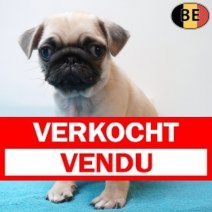 Mopshond 12-03-26 M(BE9235) 13-05-26 Verkocht - Vendu.jpg