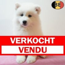 Samojeed 14-03-26 F(BE5393) 13-05-26 Verkocht - Vendu.jpg