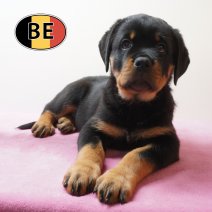 Rottweiler 19-03-26 F (BE8682) 22-05-26.JPG