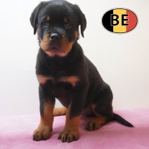 Rottweiler 19-03-26 F (BE8723) 22-05-26.JPG