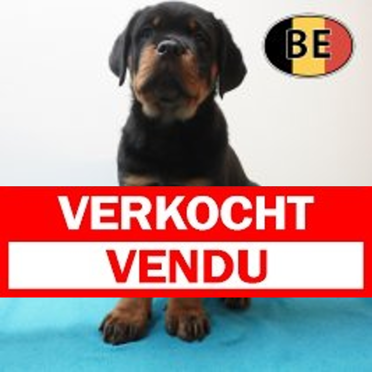 Rottweiler 19-03-26 M (BE8453) 22-05-26.verkocht-vendu