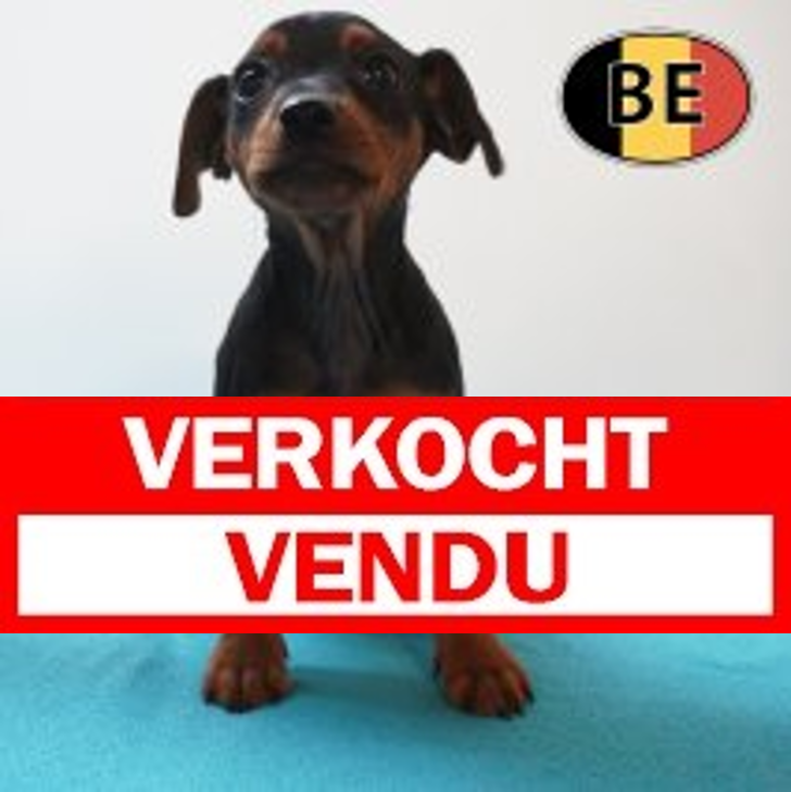 Pinscher 12-03-26 M (BE6481) 22-05-26.JPG