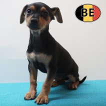 Pinscher 12-03-26 M (BE6484) 22-05-26.JPG