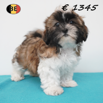 shih tzu 11-03-26 M(BE6659) 23-05-26.png