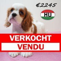 Cavalier King Charles 01-02-2026 F (HU7748) 20-05-26 Verkocht - Vendu.jpg