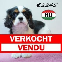 Cavalier King Charles 01-02-2026 F (HU7752) 20-05-26 Verkocht - Vendu.jpg