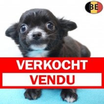 Chihuahua 260226 M(BE4977) 290426 Verkocht - Vendu.jpg