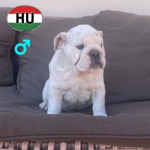 Engelse Bulldog M af te halen rond 02-07-2026.jpg