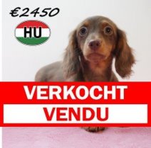 Teckel 26-01-2026 F (HU7764) 200526 Verkocht - Vendu.jpg