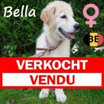 Golden retiever 30-01-26 F(BE9005) 23-05-26 Verkocht - Vendu.jpg