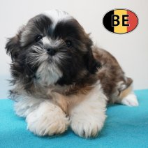 Shih Tzu 16-03-26 M (BE6419) 27-05-26.JPG